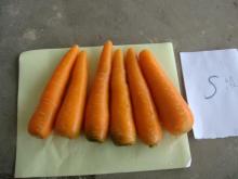 laixi new crop fresh carrot supplier china carrot exporter to malaysia