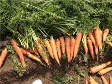 shouguang new crop fresh carrot supplier china carrot exporter to malaysia