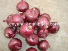 price of red onion for  malaysia  srilanka export onion for indonesia