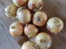 export to philpplines fresh yellow onion export to east timor for indonesia yellow onion for dubai