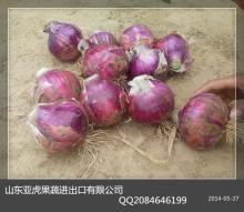 shandong province red onion for dubai for east timor export to thailand to indonesia