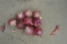 big red onion 80mm to dubai for east timor export to thailand to indonesia