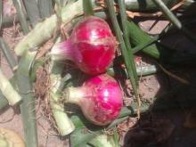 Sell Red Red Red Onions