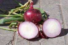 Sell Shandong Hot Red Onions