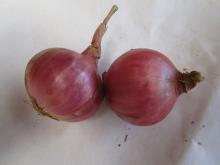Sell Shandong Sweet Red Onions