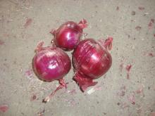 China fresh onion export to dubai red onion price