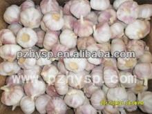 Chinese White Garlic in Cold Storage