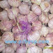 Different sizes of Pizhou Garlic, Laiwu garlic and Jiangxiang garlic