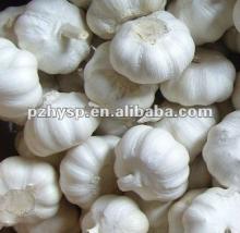 Full-sized Cold Pure White Garlic (competitive price)