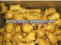  china   mature   ginger 