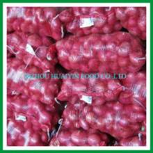 bulk onions in cold storage