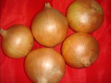 onion importer from dubai