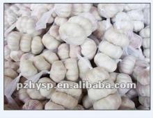 Pizhou red garlic in 2012