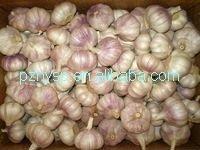 frozen clove garlic from pizhou