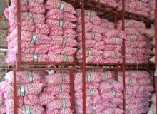 2013 new crop chinese good quality garlic in Pizhou