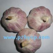2013  organic   garlic  and common  garlic 