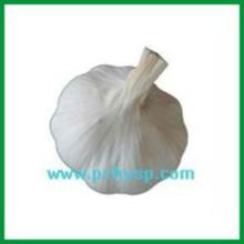 2013 new crop normal white garlic