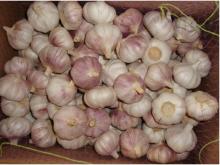 China garlic Fresh Fruits and Fresh Vegetables