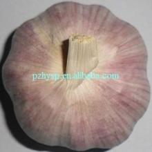 Red Garlic in Pizhou Origin Place