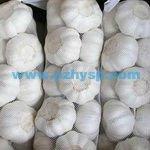 2013 China Garlic Price