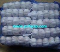 Frozen Garlic from Jiangsu