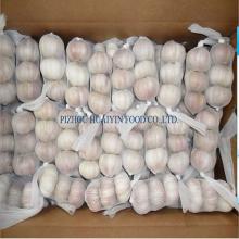 fresh red garlic for dubai market