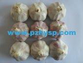 New crop Fresh vegetables of normal white garlic in China