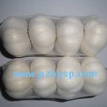 Chinese fresh pure white garlic in pizhou