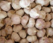 Low Price Pizhou Natural Garlic new crop