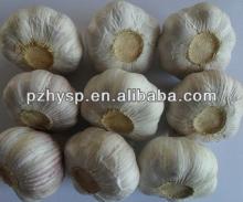 China Garlic Price from Pizhou