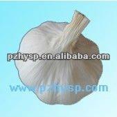  2013   crop   white   Garlic  Price in China