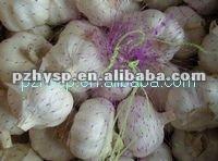 Frozen White Garlic from China
