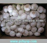Garlic in 10kg cartons