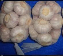 good farmer white garlic 2013 hot sale