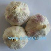 Wholesale White Garlic with Top Quality
