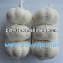 Cold Fresh White Garlic