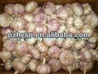 Price of Garlic from China