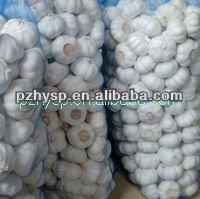 Fresh White garlic (in cold storage and best price)