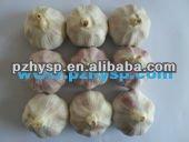 New Crop Natural garlic price