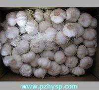 Fresh  vegetables  in  cold   storage 