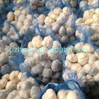 good quality white garlic