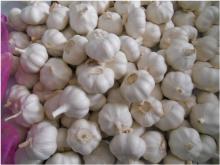 Fresh Normal White Garlic (2013 New Crop)