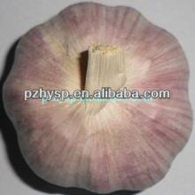 2013 Crop Chinese Garlic with good quality and best price