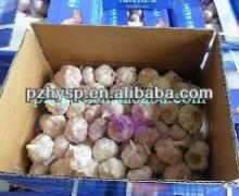 The Agricultural products of Cold Garlic with top quality and best price