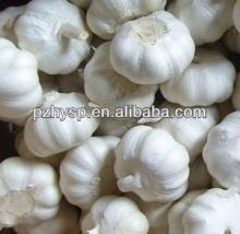 Bulk Garlic From China with best price and top quality