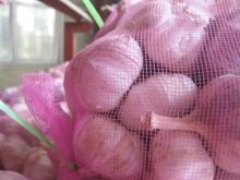 2014 Good quality of garlic/onion/chili/potato in Pizhou