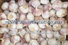 Bulk Garlic packed in cartons 2013 Hot Sale