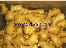 export agriculture products,new fresh ginger
