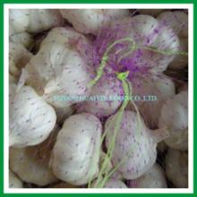 Normal white garlic from cangshan