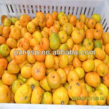 fresh natural orange